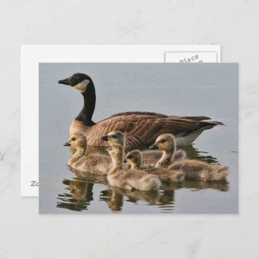 Gans met Briefkaart van kuikens (Voorkant / Achterkant)