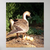 Gans op eieren poster (Voorkant)