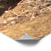 Gans op eieren poster (Hoek)