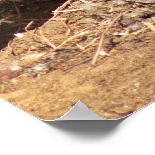 Gans op eieren poster (Hoek)