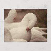 Gans Postkarte Briefkaart (Voorkant)