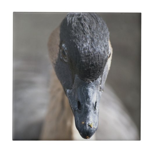 Gans Tegeltje (Voorkant)