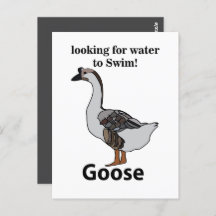 Gans zoekt water om Afrikaanse gans te zwemmen