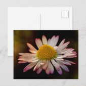 Gänseblümchen Briefkaart (Voorkant / Achterkant)