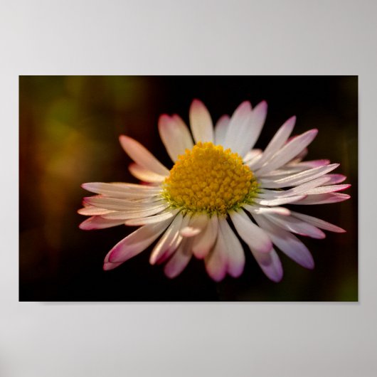 Gänseblümchen Poster (Voorkant)