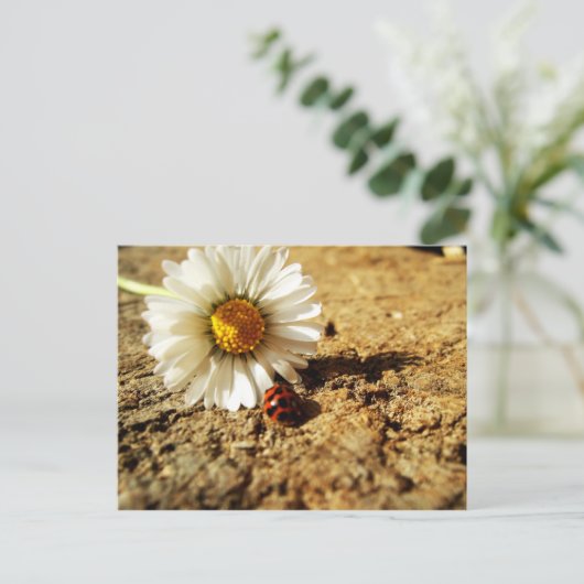 Gänseblümchen und Marienkäfer Briefkaart (Staand voorkant)
