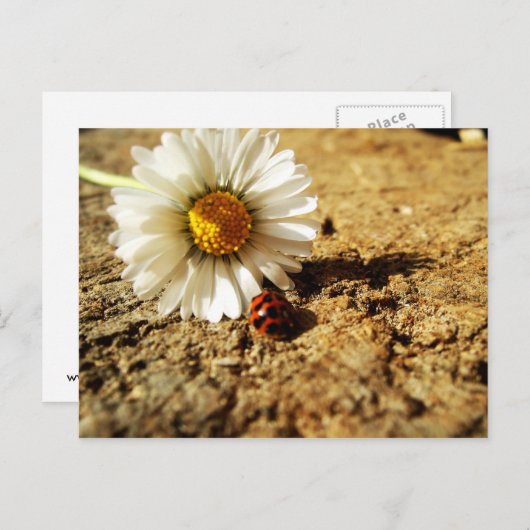 Gänseblümchen und Marienkäfer Briefkaart (Voorkant / Achterkant)