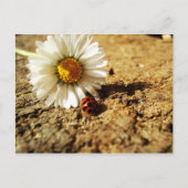 Gänseblümchen und Marienkäfer Briefkaart (Voorkant)
