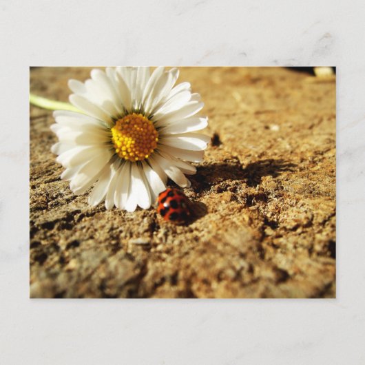 Gänseblümchen und Marienkäfer Briefkaart (Voorkant)