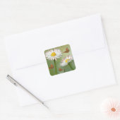 Gänseblümchen Vierkante Sticker (Envelop)