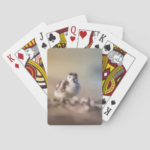 Gansje Natuur Foto Pokerkaarten