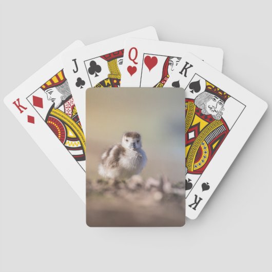 Gansje Natuur Foto Pokerkaarten (Achterkant)