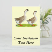 Ganzen: Afrikaans Buff Kaart (Staand voorkant)