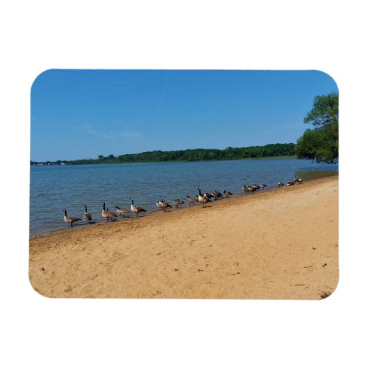 Ganzen bij het meer van Silver, Wisconsin Magneet (Horizontaal)
