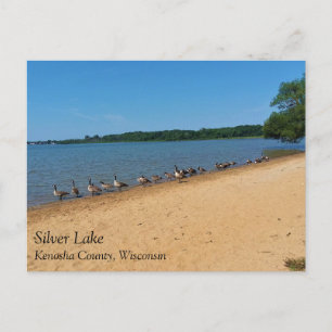 ganzen bij het Silver Lake, Wisconsin Briefkaart