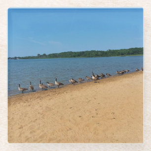 Ganzen bij Silver Lake, Wisconsin Glazen Onderzetter