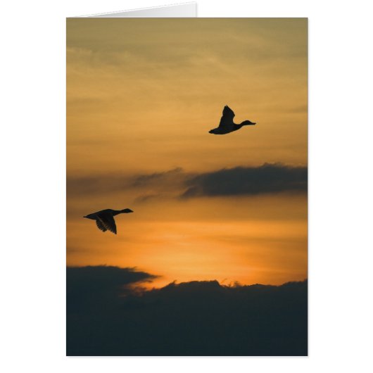 Ganzen bij zonsondergang (Voorkant)