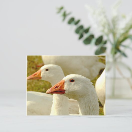 ganzen briefkaart (Staand voorkant)