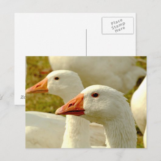 ganzen briefkaart (Voorkant / Achterkant)