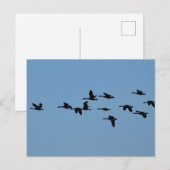Ganzen  briefkaart (Voorkant / Achterkant)