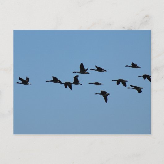 Ganzen  briefkaart (Voorkant)