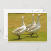 ganzen briefkaart (Voorkant / Achterkant)