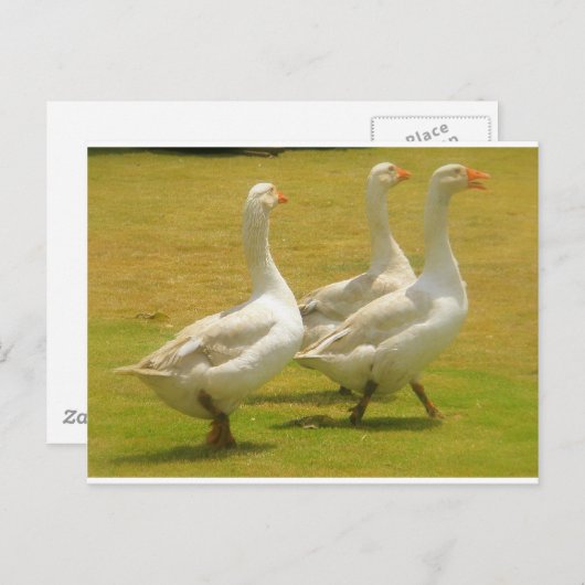 ganzen briefkaart (Voorkant / Achterkant)