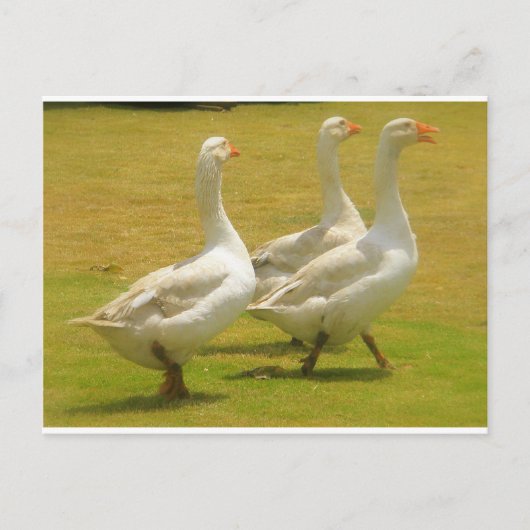 ganzen briefkaart (Voorkant)