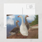ganzen briefkaart (Voorkant / Achterkant)