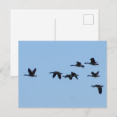 Ganzen Briefkaart (Voorkant / Achterkant)