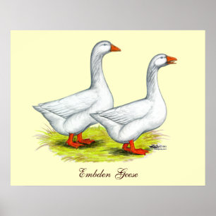 ganzen: Embden Pair Poster