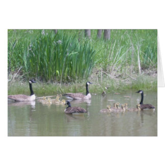 Ganzen en Goslings op een Pond