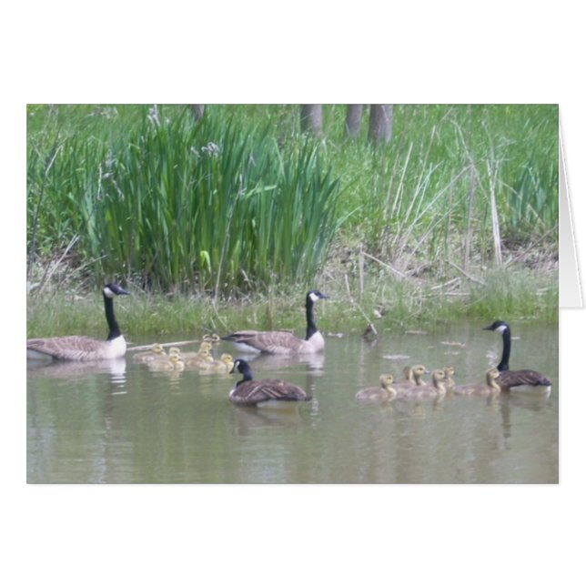 Ganzen en Goslings op een Pond (Voorkant Horizontaal)