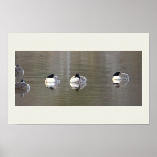 Ganzen Foto Poster (Voorkant)