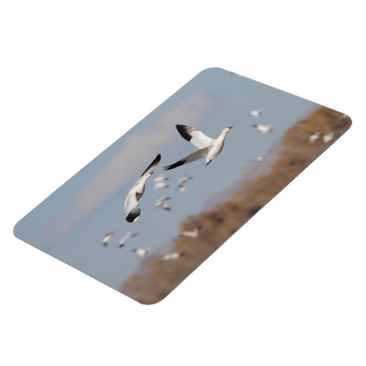 ganzen in de Boskeskies Magneet (Linkerzijde)