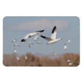 ganzen in de Boskeskies Magneet (Horizontaal)