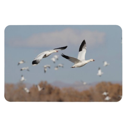 ganzen in de Boskeskies Magneet (Horizontaal)