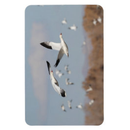 ganzen in de Boskeskies Magneet