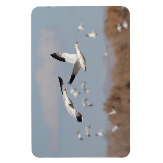 ganzen in de Boskeskies Magneet (Verticaal)