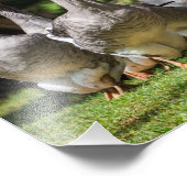 Ganzen in de Dordogne-fotoprint Foto Afdruk (Hoek)