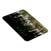 Ganzen in de Dordogne rechthoekige magneet (Rechterzijde)