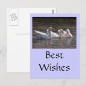 Ganzen in de Duckpond Briefkaart (Voorkant / Achterkant)