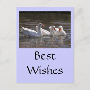 Ganzen in de Duckpond Briefkaart