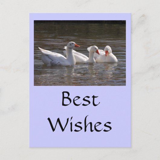 Ganzen in de Duckpond Briefkaart (Voorkant)