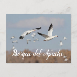 ganzen in de skies van Bosque del Apache Briefkaart