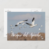 ganzen in de skies van Bosque del Apache Briefkaart (Voorkant / Achterkant)