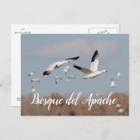ganzen in de skies van Bosque del Apache Briefkaart (Voorkant / Achterkant)