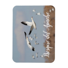 ganzen in de skies van Bosque del Apache Magneet