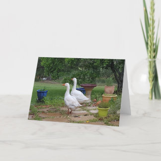 Ganzen in de tuin - Blank Kaart