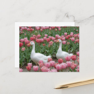 Ganzen in een roze Wildflower Meadow Dierenvriend Briefkaart